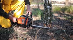 Best Tree Risk Assessment  in Bellmead, TX