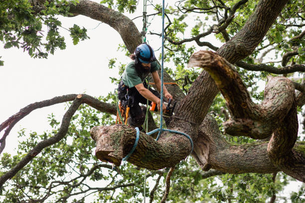 Best Tree Mulching  in Bellmead, TX