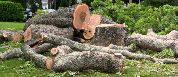  Bellmead, TX Tree Services Pros