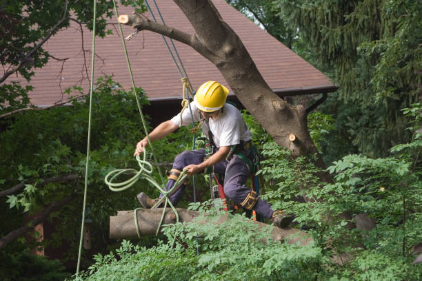 Best Tree and Shrub Care  in Bellmead, TX