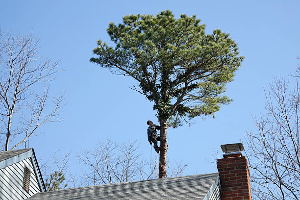 Trusted Bellmead, TX Tree Services Experts