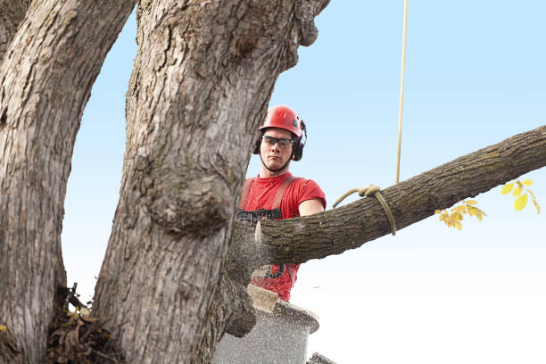 How Our Tree Care Process Works  in  Bellmead, TX